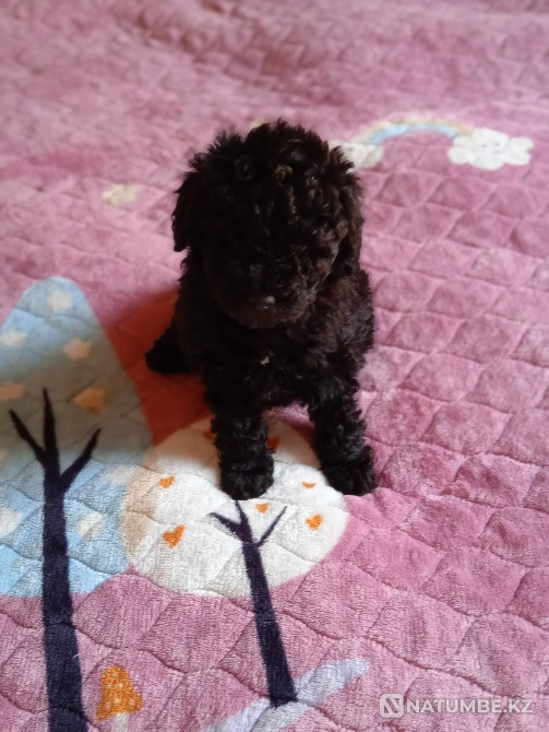 Selling toy poodle puppies Almaty - photo 1