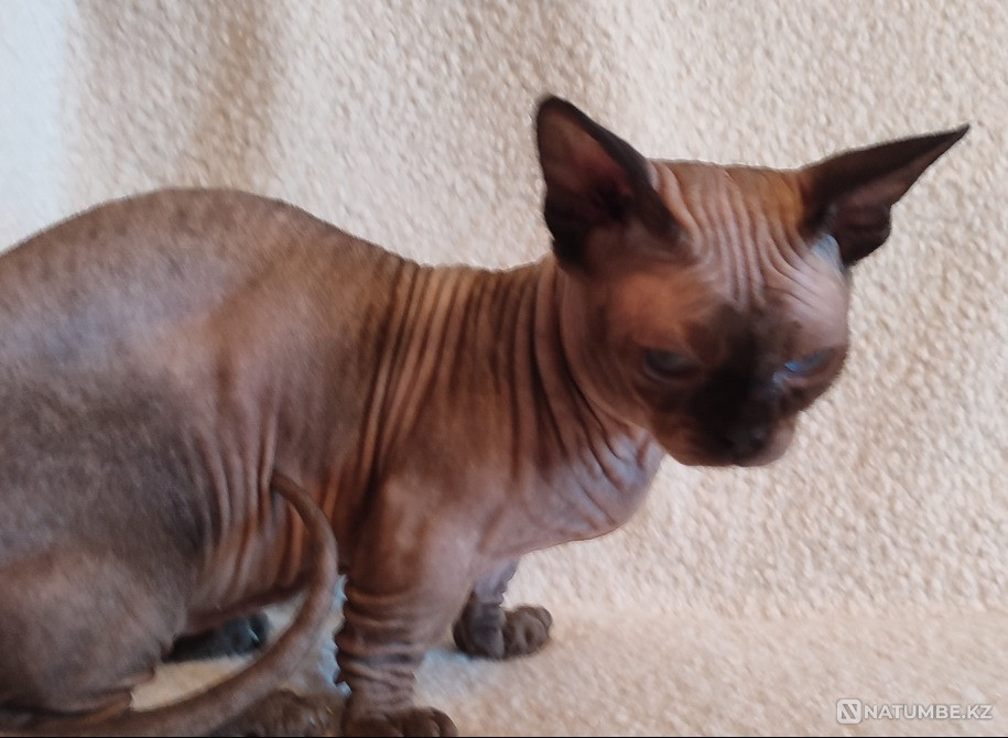 Бамбино производитель Иркутск - изображение 1