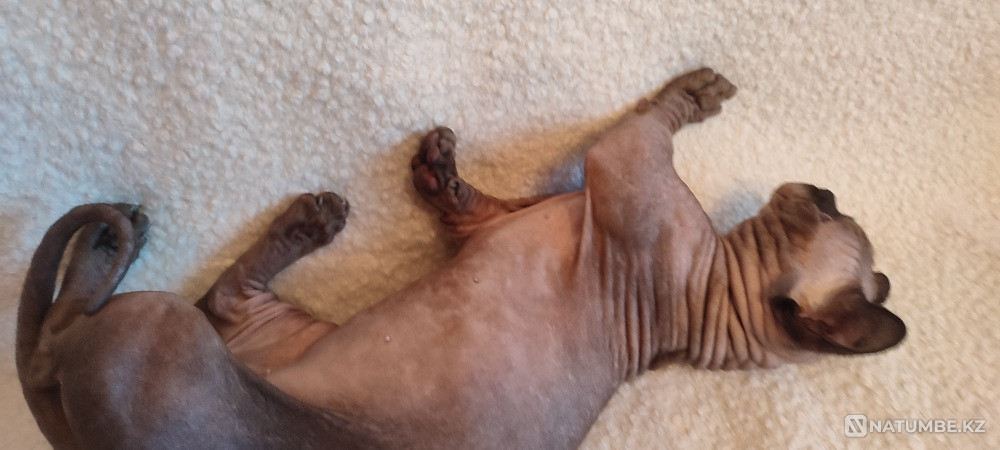 Бамбино производитель Иркутск - изображение 4