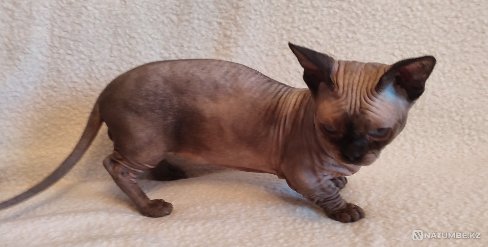 Бамбино производитель Иркутск - изображение 2