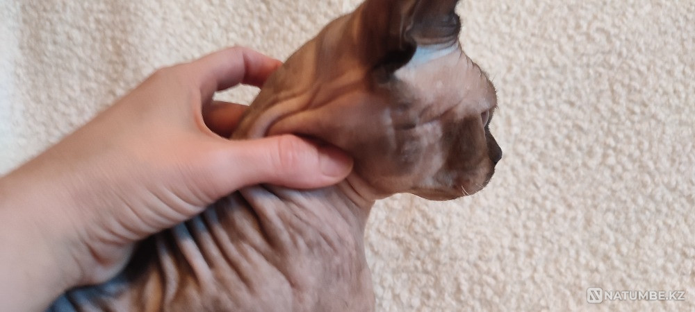 Бамбино производитель Иркутск - изображение 3