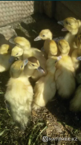 Продам домашних индоутят Актобе - изображение 1