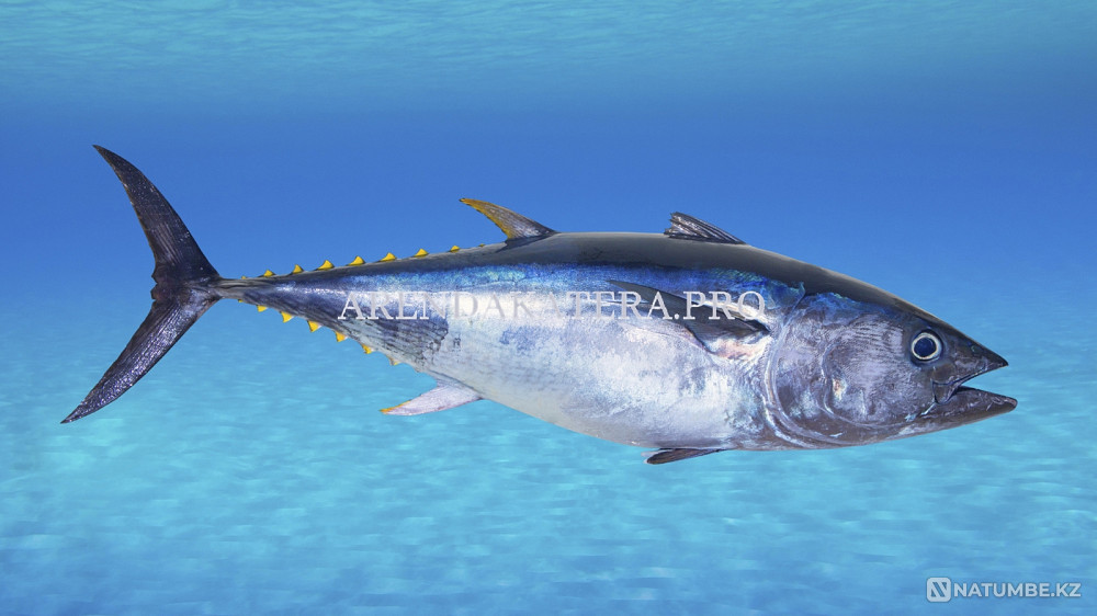 Рыбалка на Тунца Владивосток - изображение 1