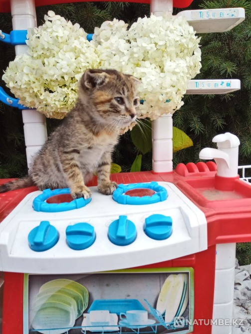 Отдам красивую, ласковую кошечку девочку Алматы - изображение 1