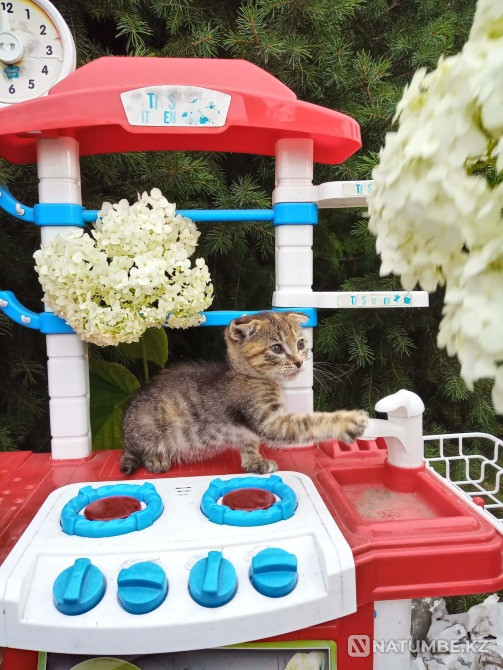 Отдам красивую, ласковую кошечку девочку Алматы - изображение 2