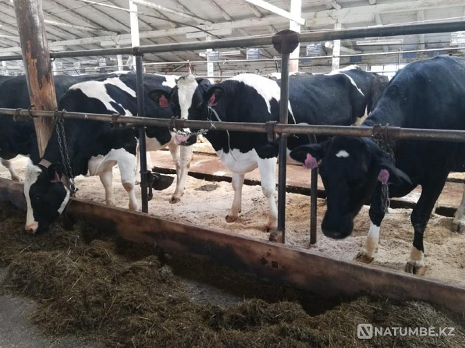 Heifers Heifers purebred Atyrau - photo 2