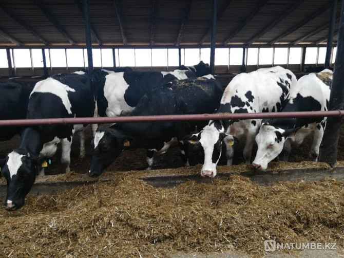 Heifers Heifers purebred Atyrau - photo 1