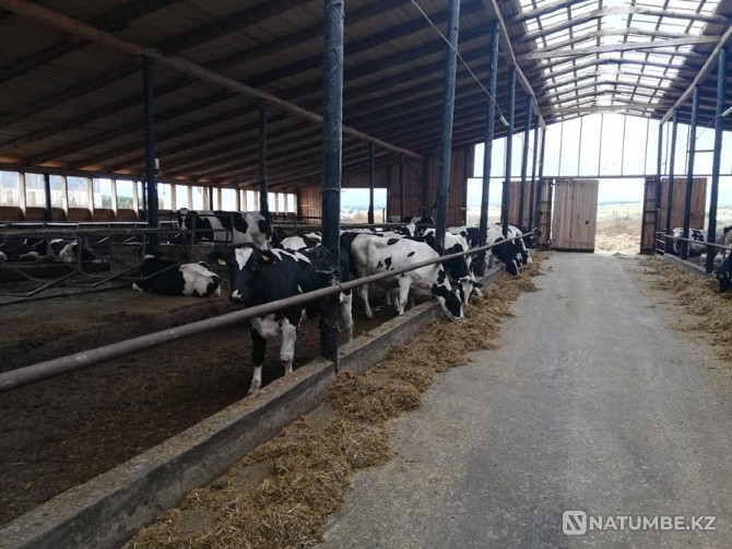 Heifers Heifers purebred Atyrau - photo 3