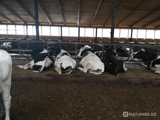 Heifers Heifers purebred Atyrau - photo 4