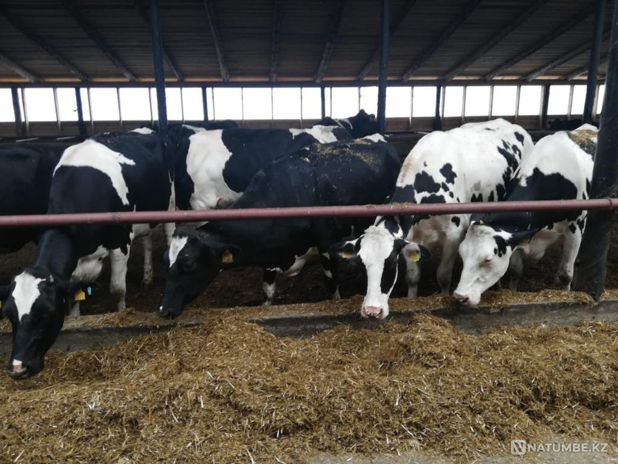 Телки Нетели племенные чистопородные Атырау - изображение 1