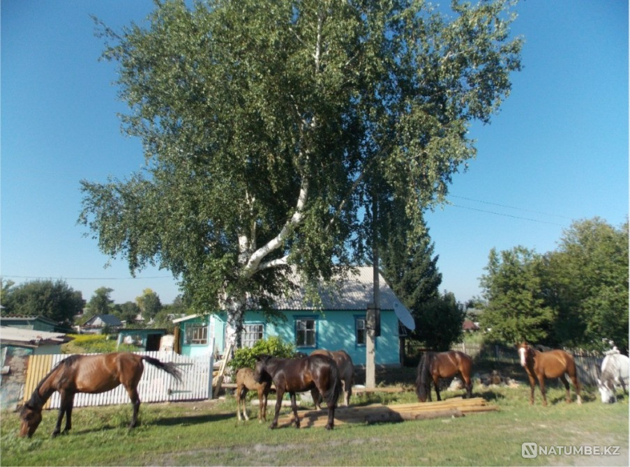 House for rent in Verkhneberezovka Ust-Kamenogorsk - photo 12