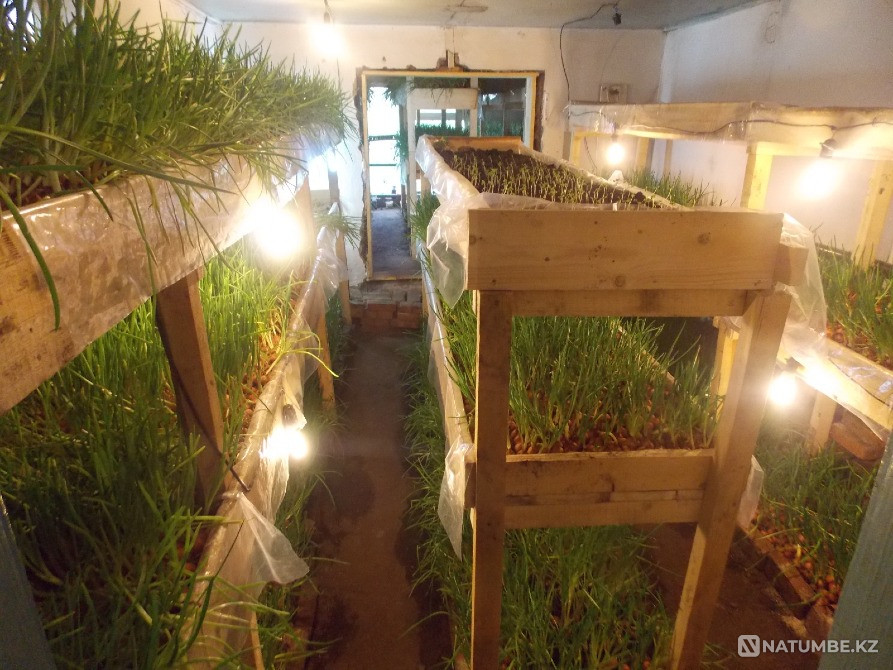 House for rent in Verkhneberezovka Ust-Kamenogorsk - photo 4