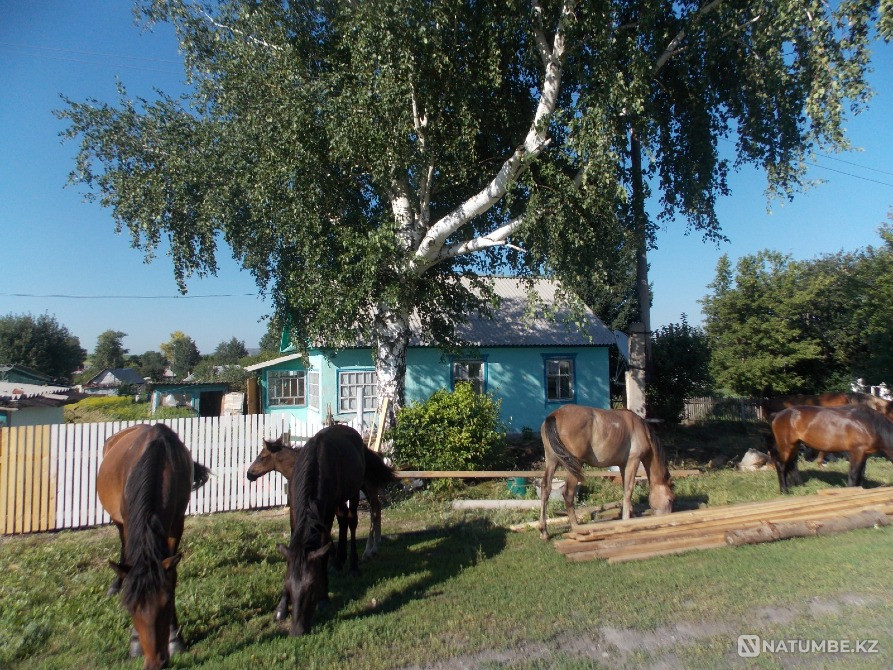 House for rent in Verkhneberezovka Ust-Kamenogorsk - photo 11