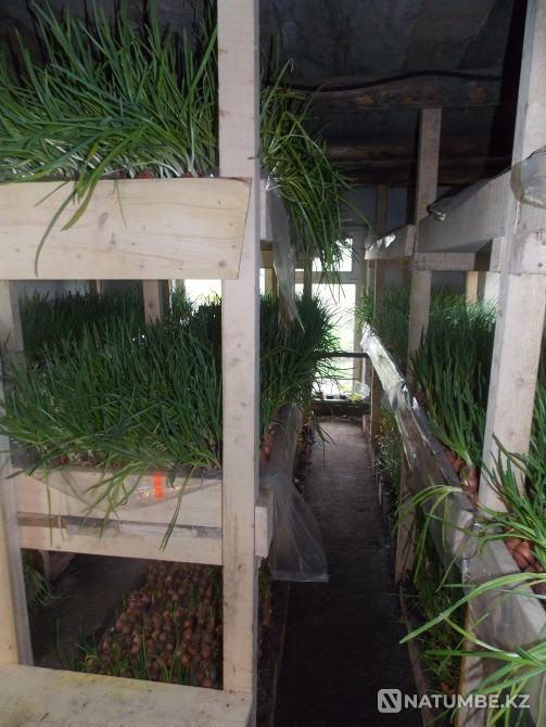 House for rent in Verkhneberezovka Ust-Kamenogorsk - photo 5