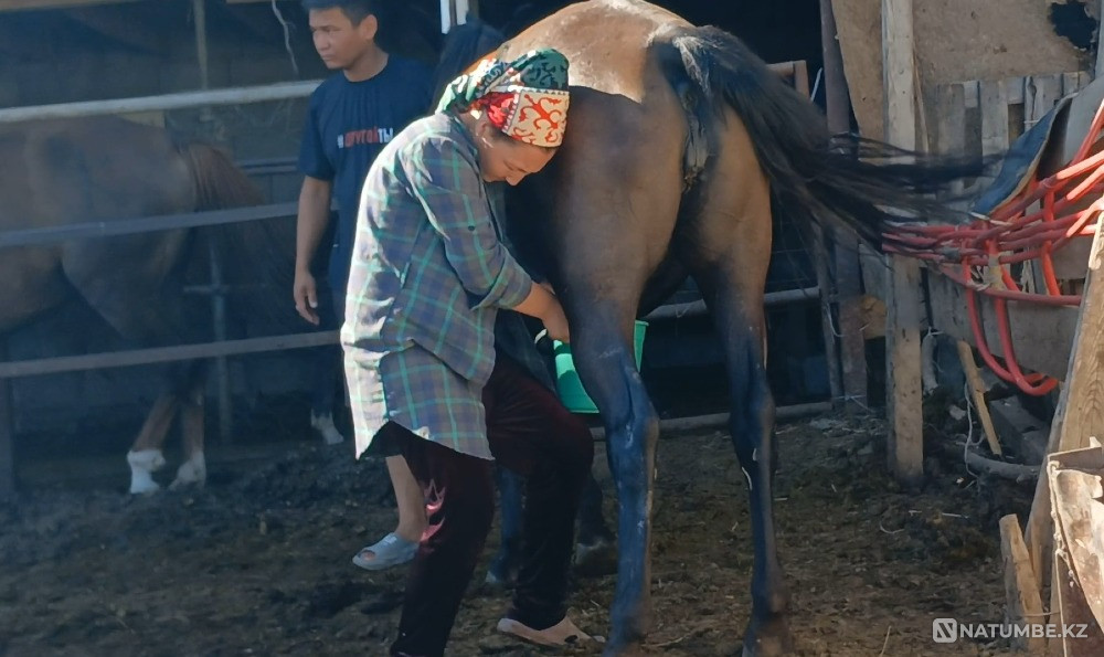 إيجار سيارات مع سائقين في ألماتي Алматы - изображение 3