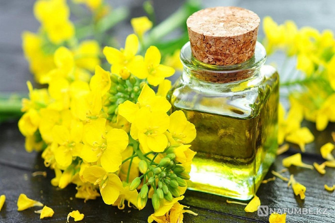 Rapeseed RD from the manufacturer Moscow - photo 3