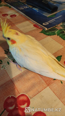 Corela parrots age one month Shymkent - photo 3