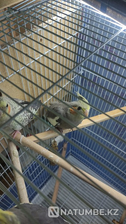 Corela parrots age one month Shymkent - photo 1