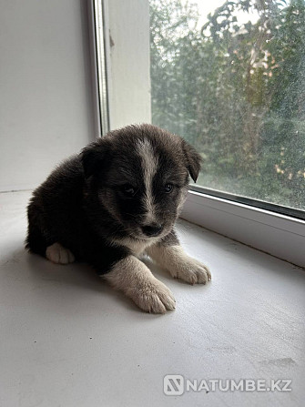 Husky puppies for sale Semey - photo 5