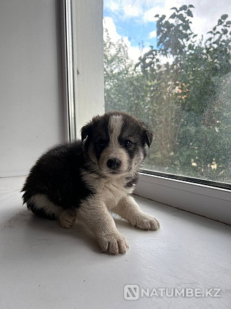 Husky puppies for sale Semey - photo 1