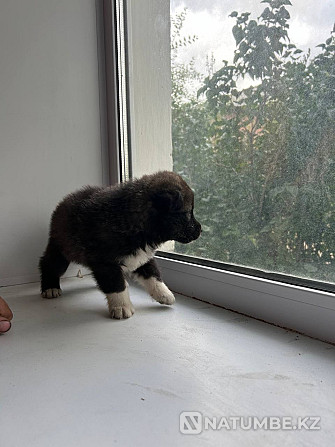 Husky puppies for sale Semey - photo 6