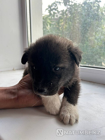 Husky puppies for sale Semey - photo 4