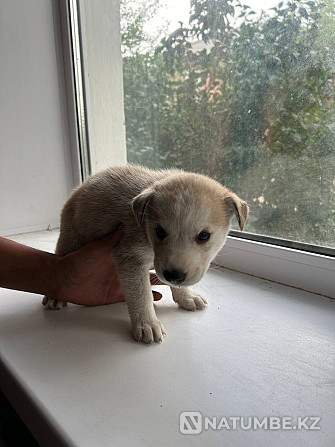 Husky puppies for sale Semey - photo 3