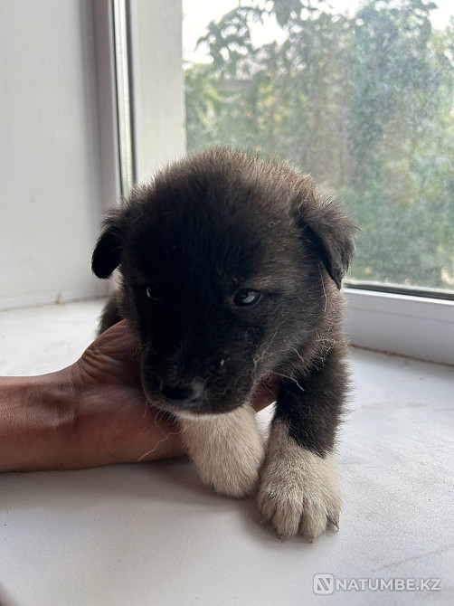 Продам щенков хаски Семей - изображение 4