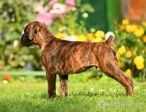 German boxer puppy for sale Smolensk - photo 2