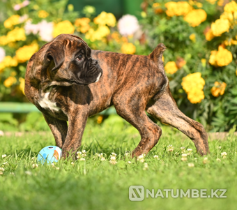 German boxer puppy for sale Smolensk - photo 4