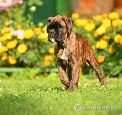 German boxer puppy for sale Smolensk - photo 1