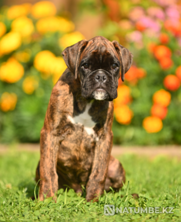 German boxer puppy for sale Smolensk - photo 5