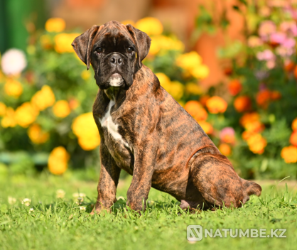 German boxer puppy for sale Smolensk - photo 3