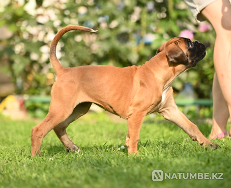 German boxer girl for sale Sankt-Peterburg - photo 3