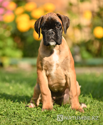 German boxer girl for sale Sankt-Peterburg - photo 4