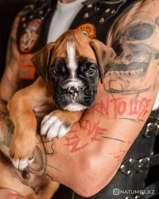 German Boxer's Boy Moscow - photo 4