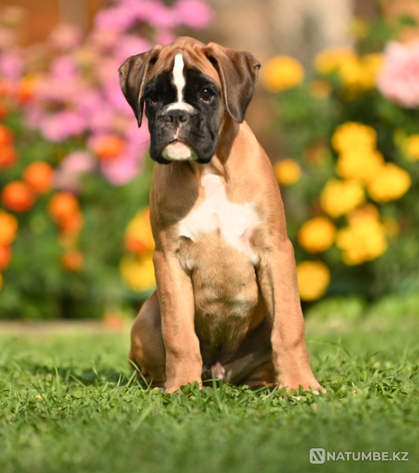 German Boxer's Boy Moscow - photo 3