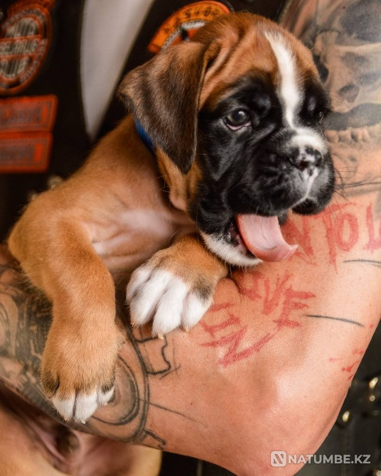 German Boxer's Boy Moscow - photo 5