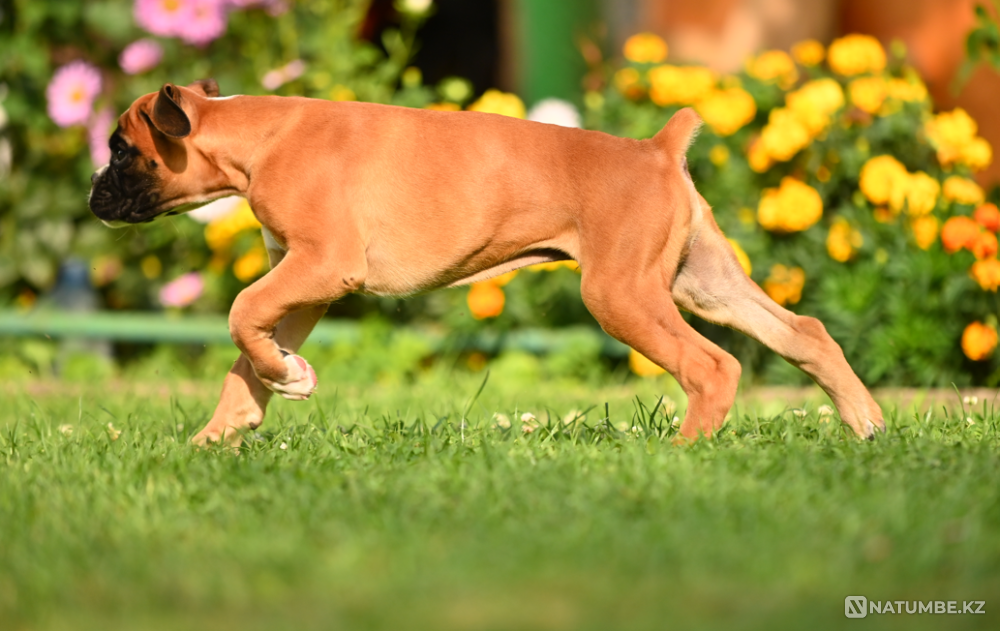 German Boxer's Boy Moscow - photo 2