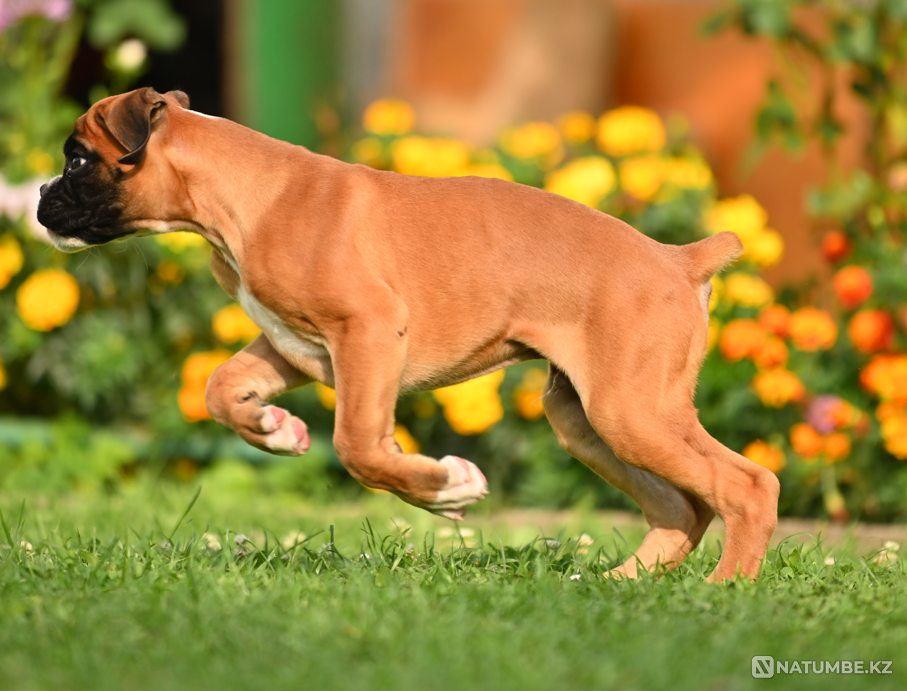 German Boxer's Boy Moscow - photo 1