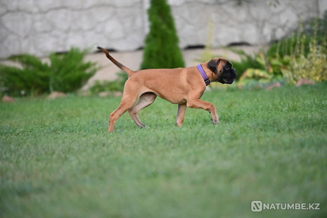 German Boxer, female, 3 months Moscow - photo 2