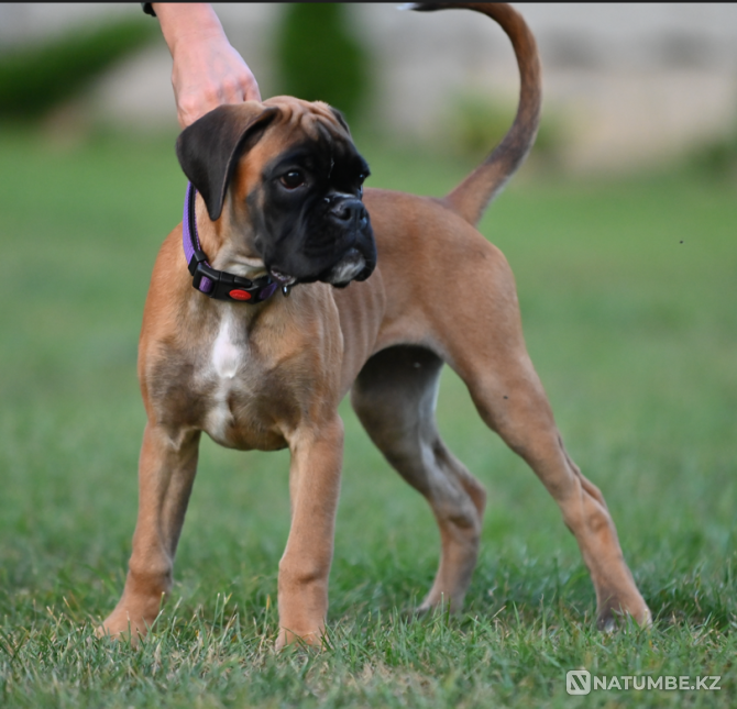 German Boxer, female, 3 months Moscow - photo 5