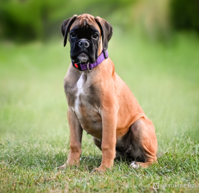 German Boxer, female, 3 months Moscow - photo 1