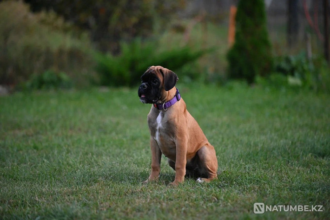 German Boxer, female, 3 months Moscow - photo 4