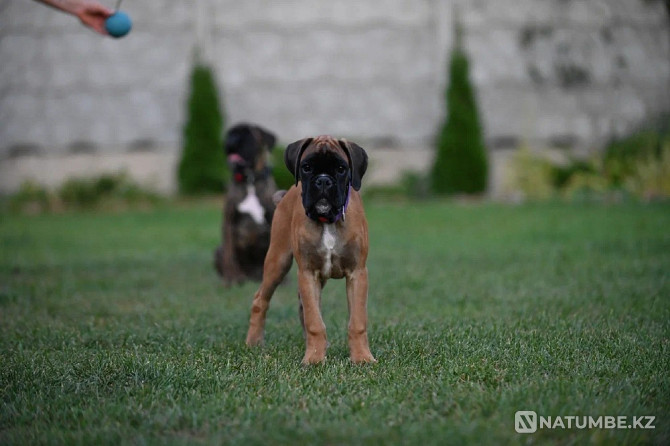 German Boxer, female, 3 months Moscow - photo 3