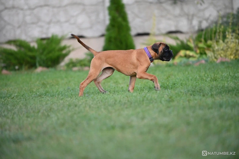 Немецкий боксер, девочка, 3 месяца Москва - изображение 2
