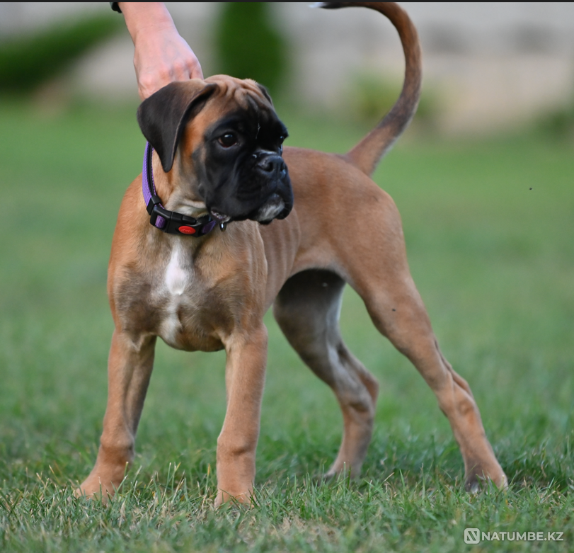 Немецкий боксер, девочка, 3 месяца Москва - изображение 5