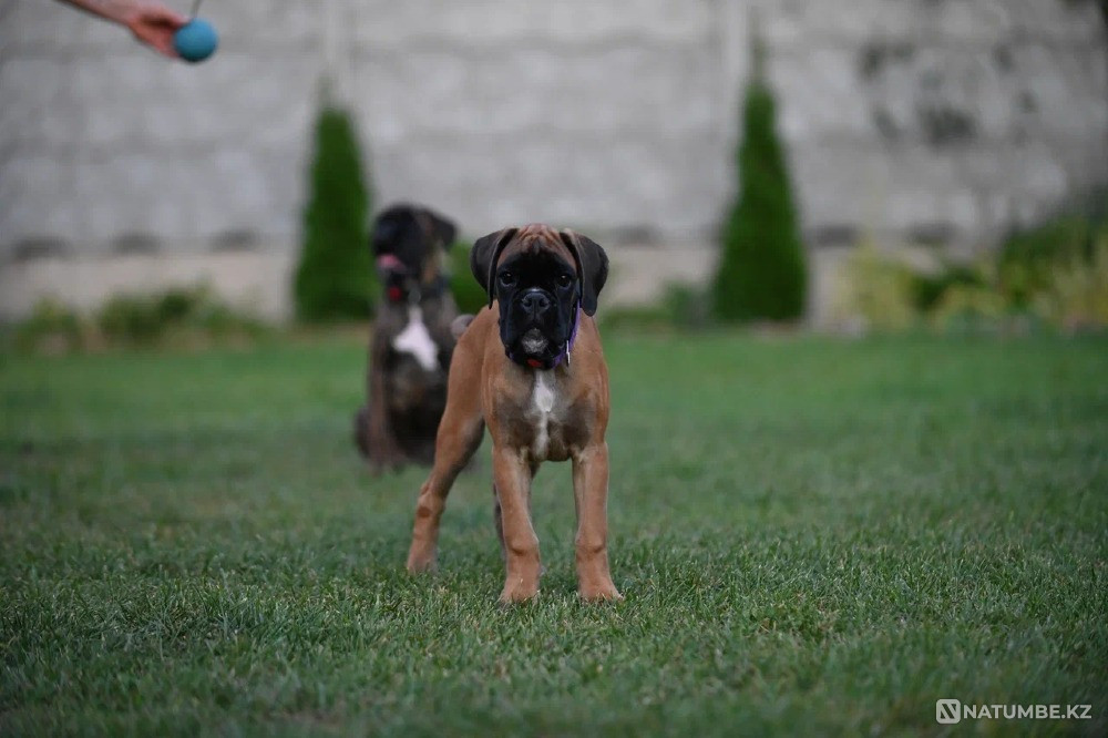 Немецкий боксер, девочка, 3 месяца Москва - изображение 3