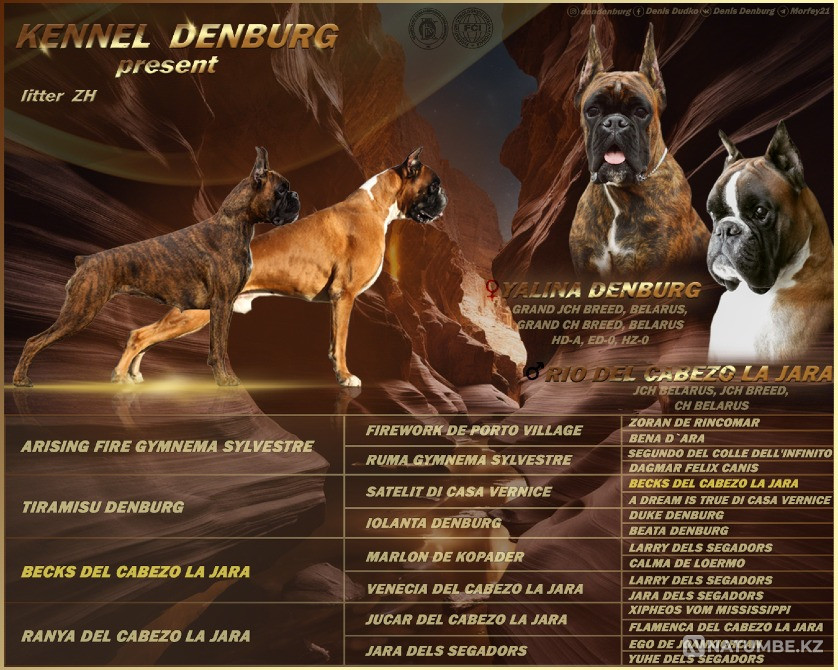 Немецкий боксер, девочка, 3 месяца Москва - изображение 6