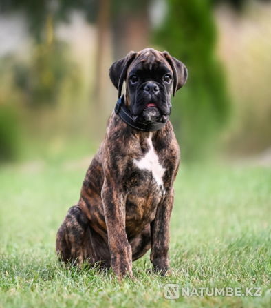 German Boxer, male, 3 months Sankt-Peterburg - photo 1